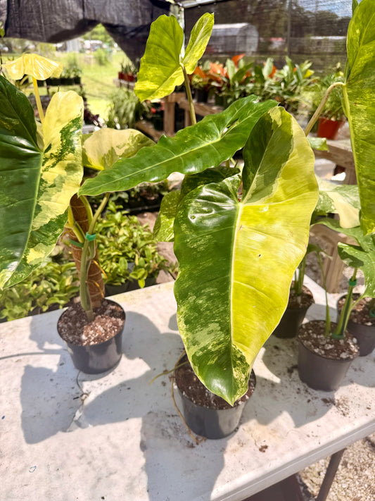 Philodendron Burle Marx Variegated
