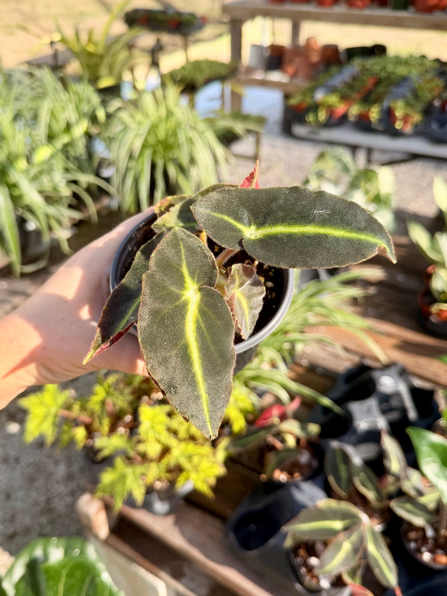 Begonia Listada