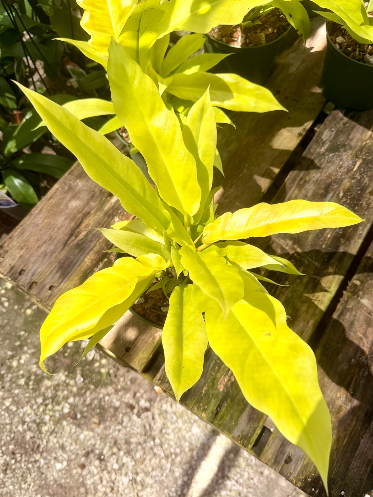 Philodendron Golden Saw