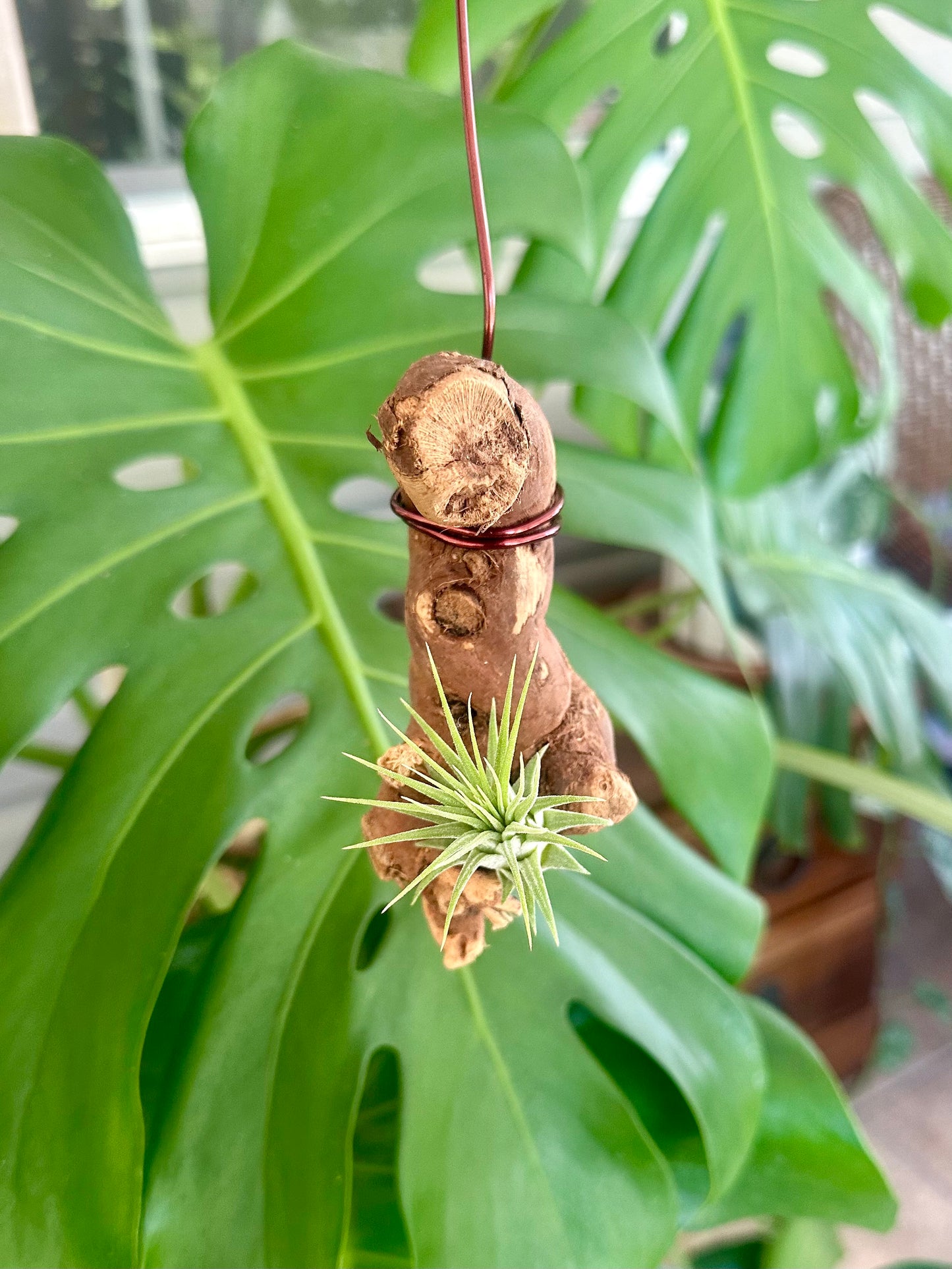Hanging Grapewood and Air Plant Display