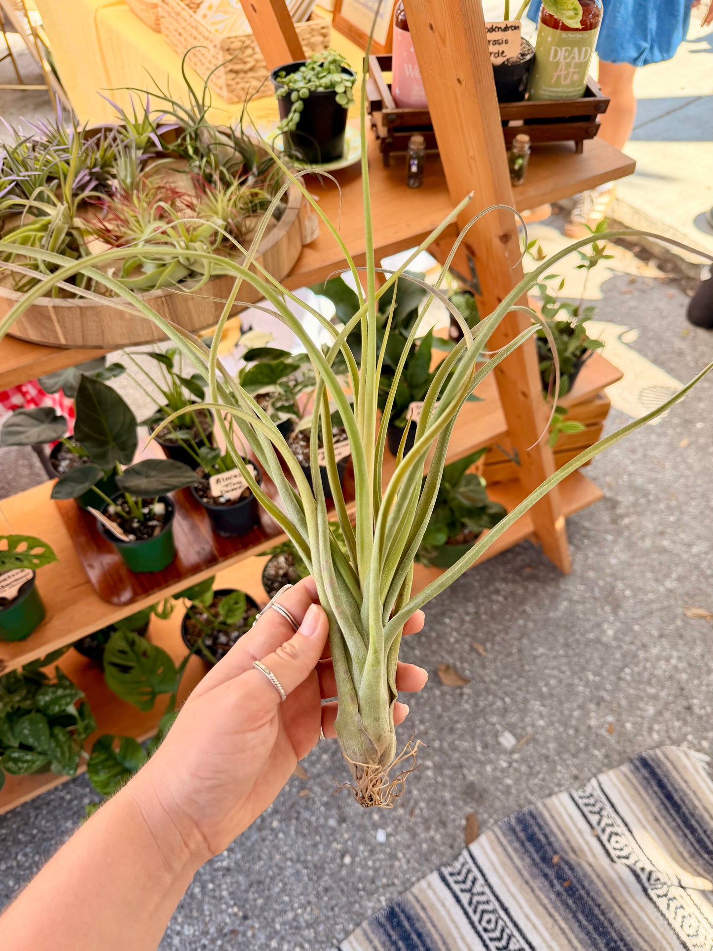 Tillandsia • Baileyi Hybrid