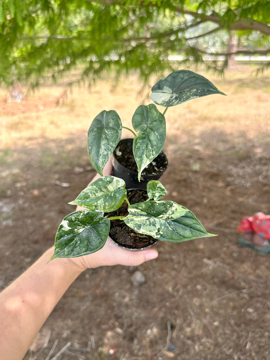 Alocasia Dragon Scale Variegated