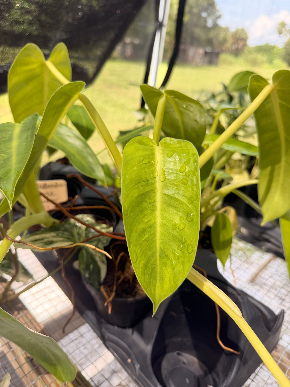 Philodendron Jose Bueno