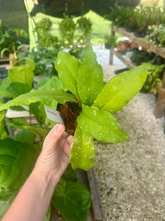 Hoya Undulata
