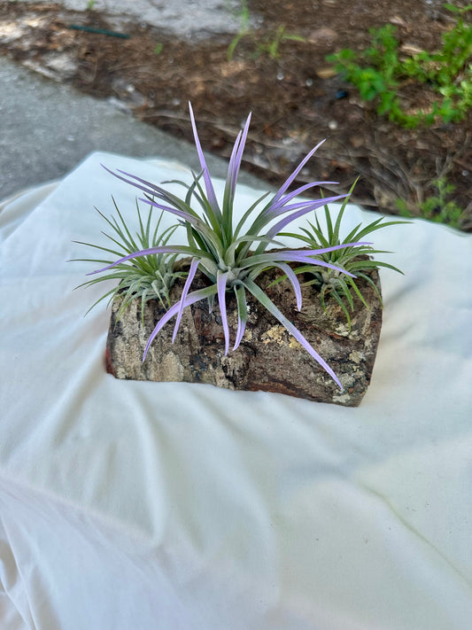 Natural Wood Holder & 3 Air Plants