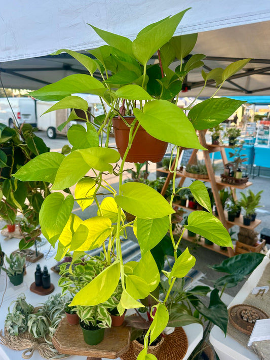 Epipremnum Neon