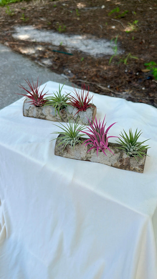 Natural Wood Holder & 3 Air Plants