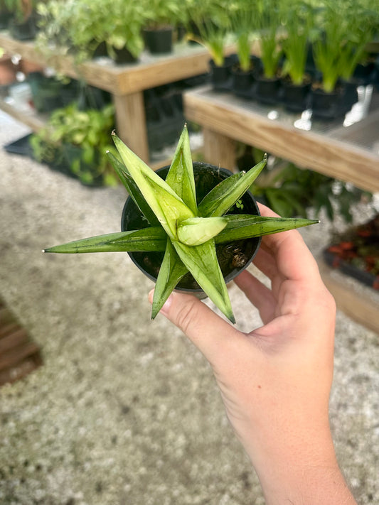 Sansevieria White