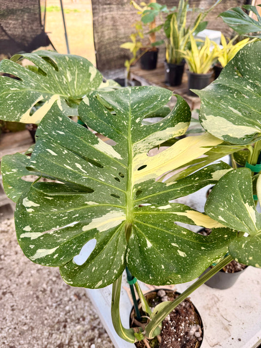 Monstera Thai Constellation