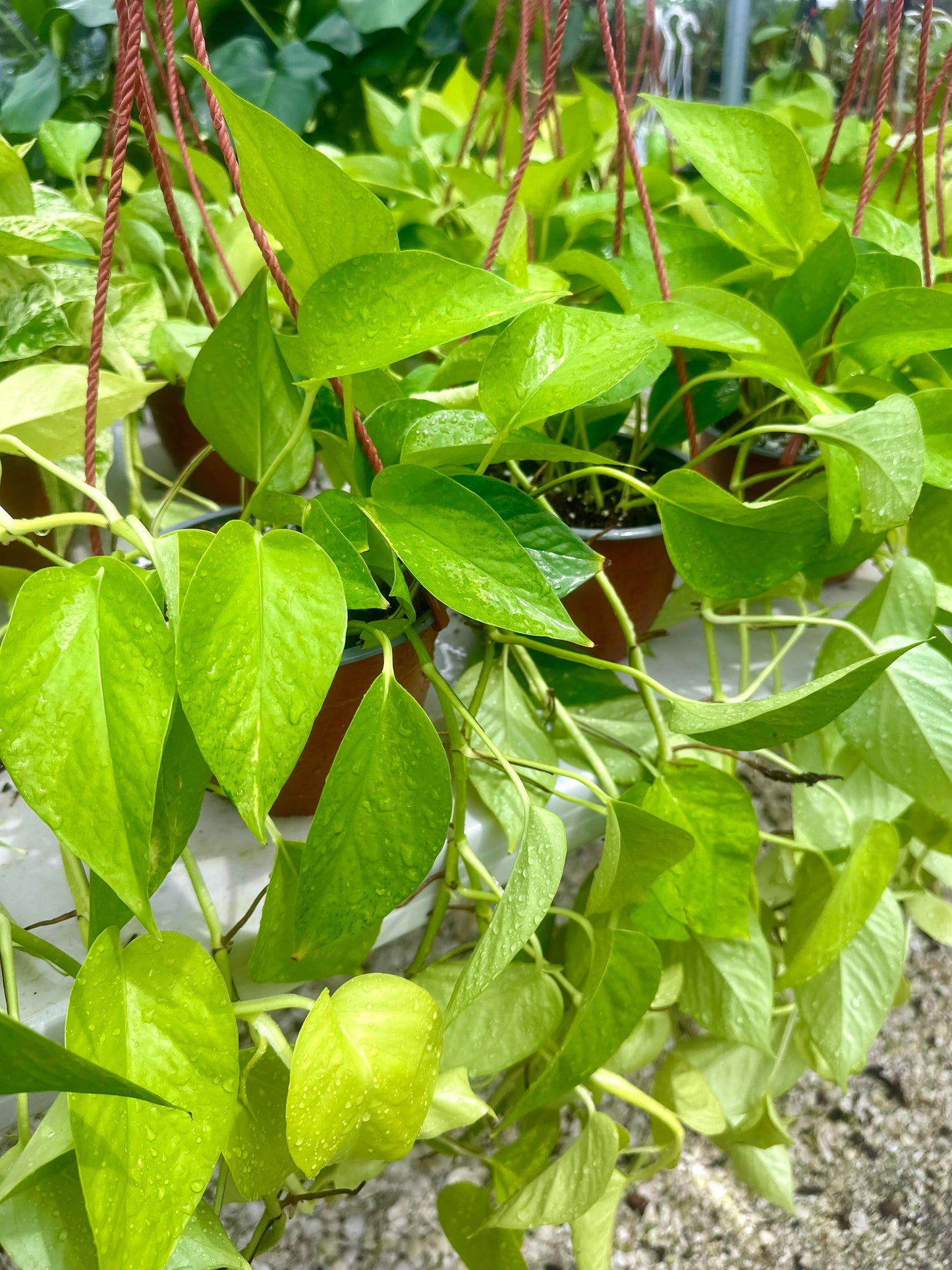 Epipremnum Neon