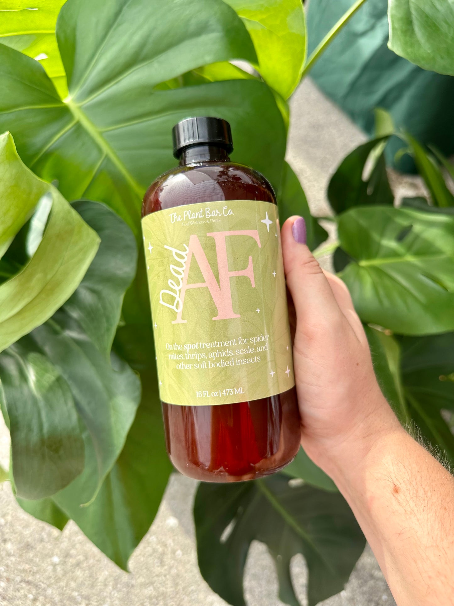 Dead AF • "On the Spot" Pest Treatment