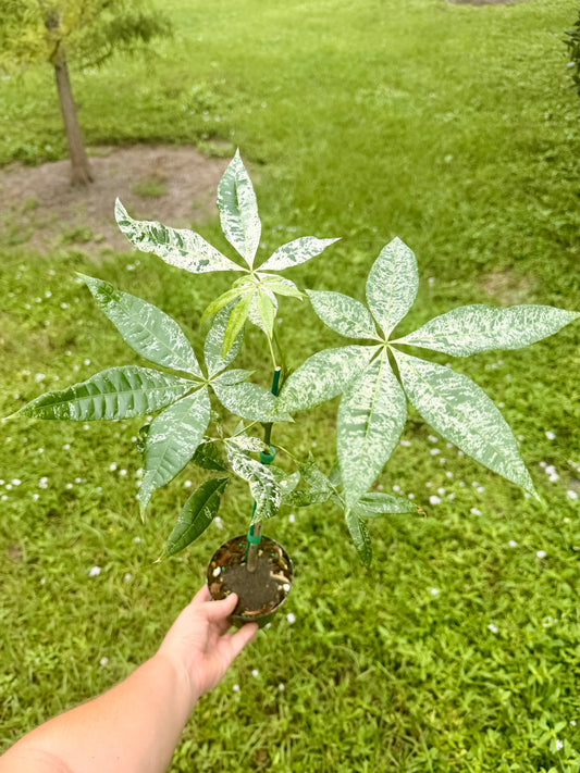 Money Tree Variegated