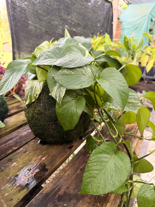 Kokedama Marble Queen