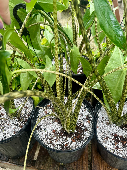 Alocasia Zebrina