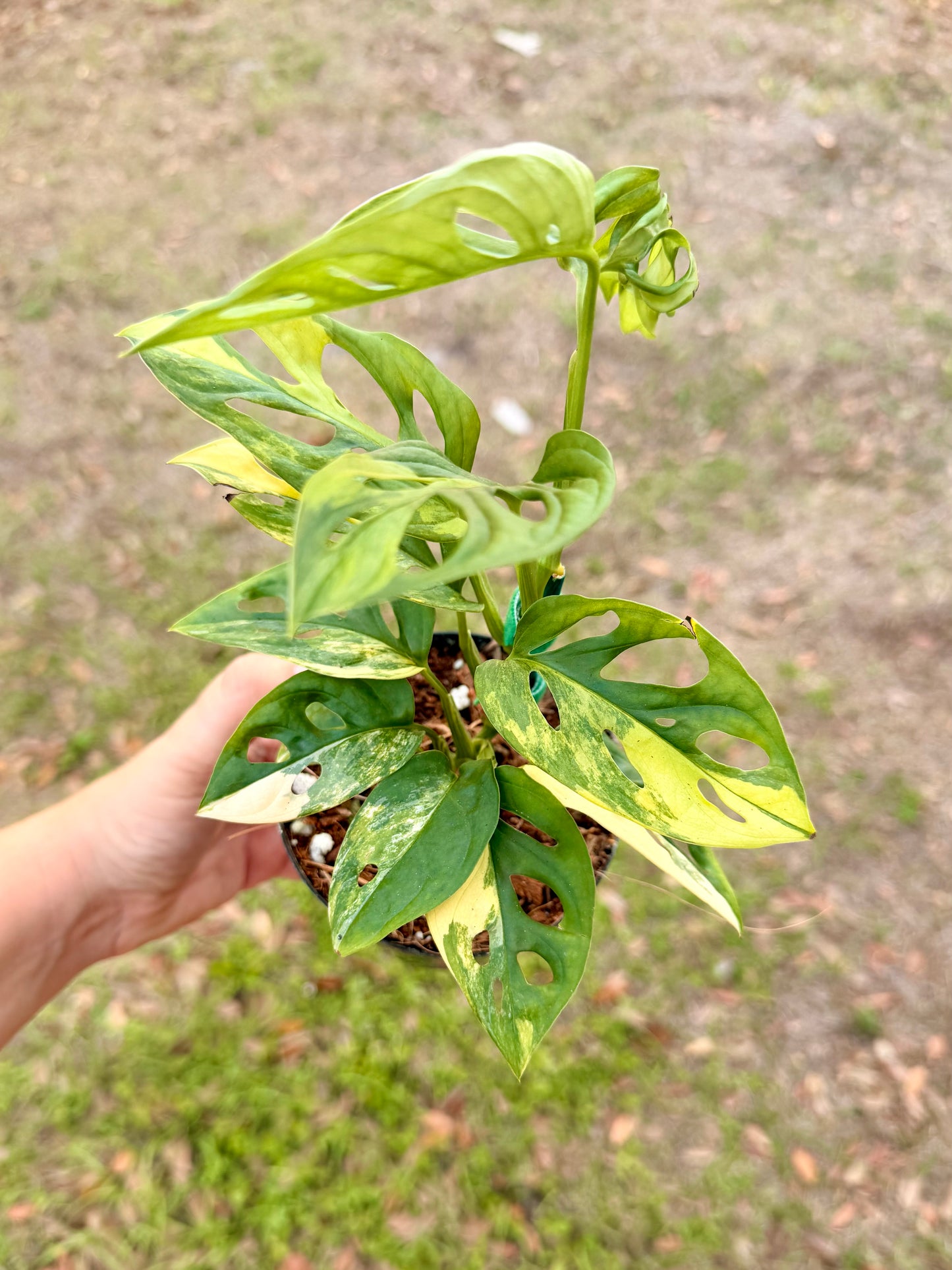 Monstera Adansonii Variegated Yellow