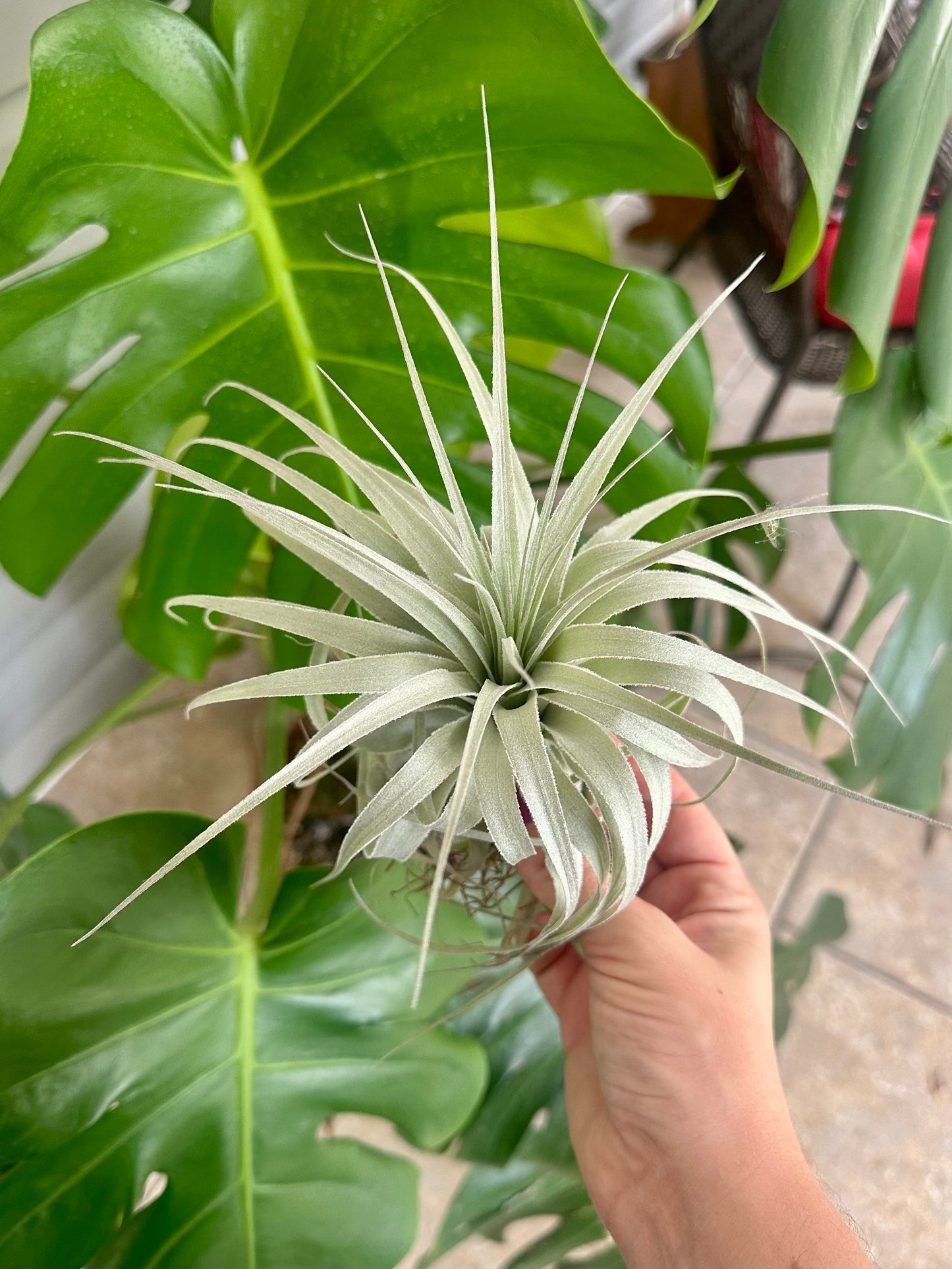 Tillandsia • Gardneri