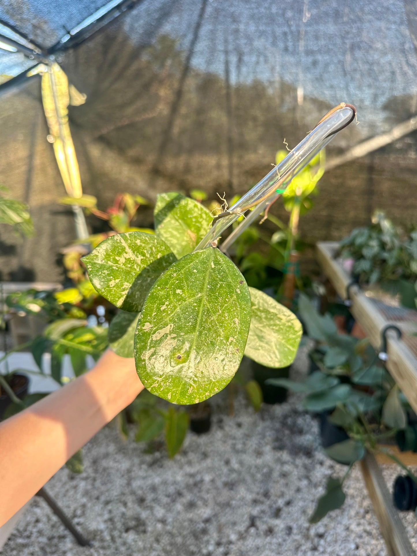 Hoya 'Michele' MB 1255