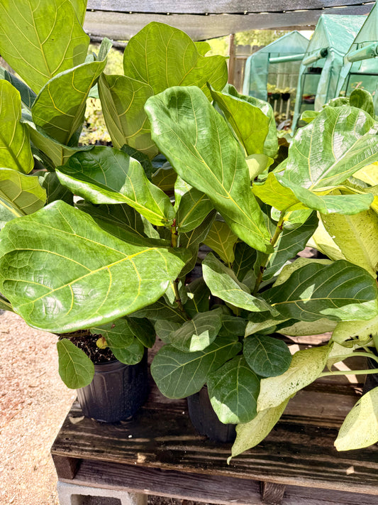 Fiddle Leaf