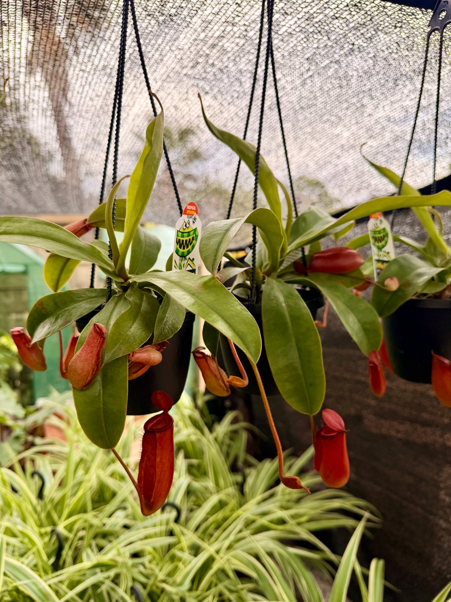 Pitcher Plant