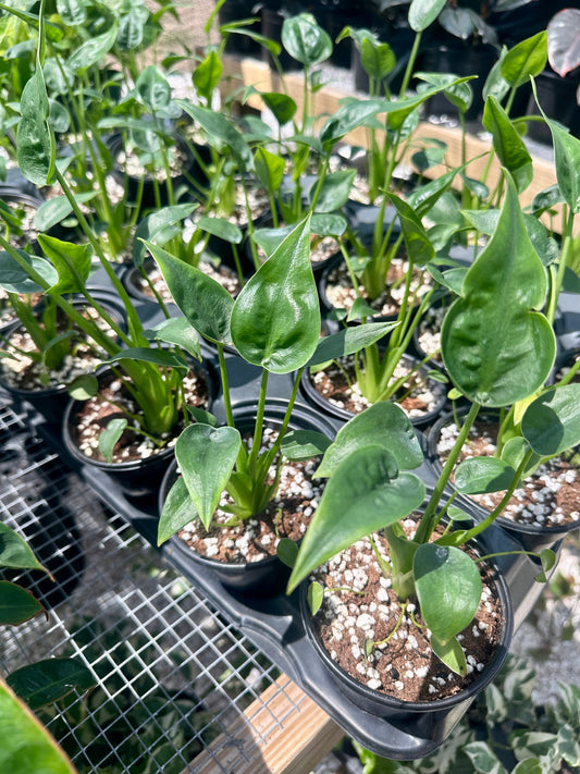 Alocasia Tiny Dancer