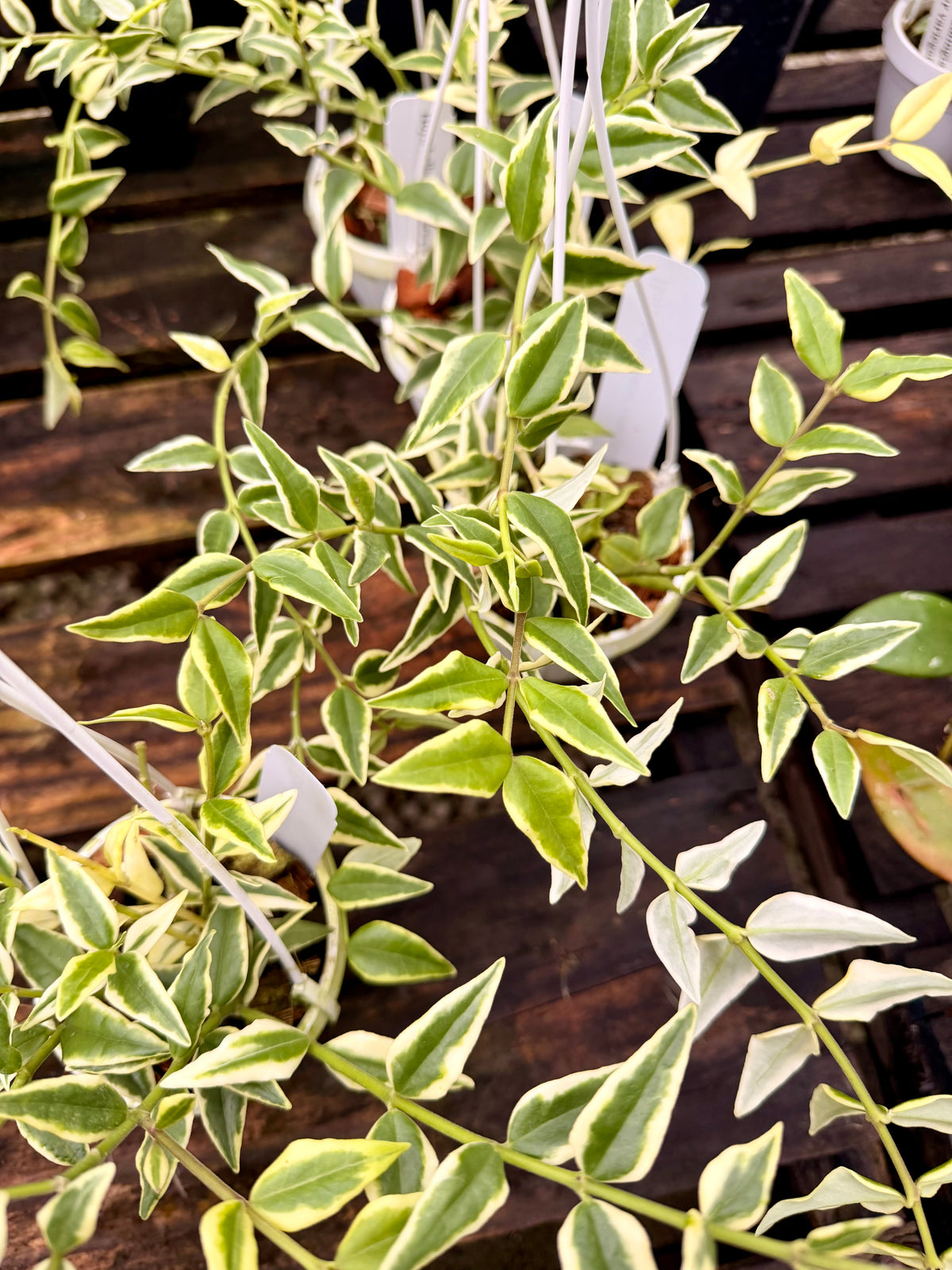 Hoya Bella with Outer Variegation