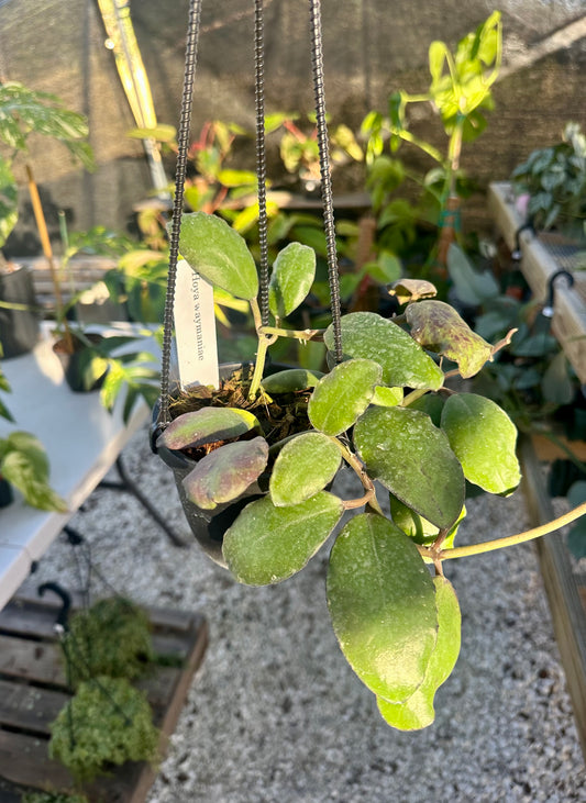 Hoya Waymaniae