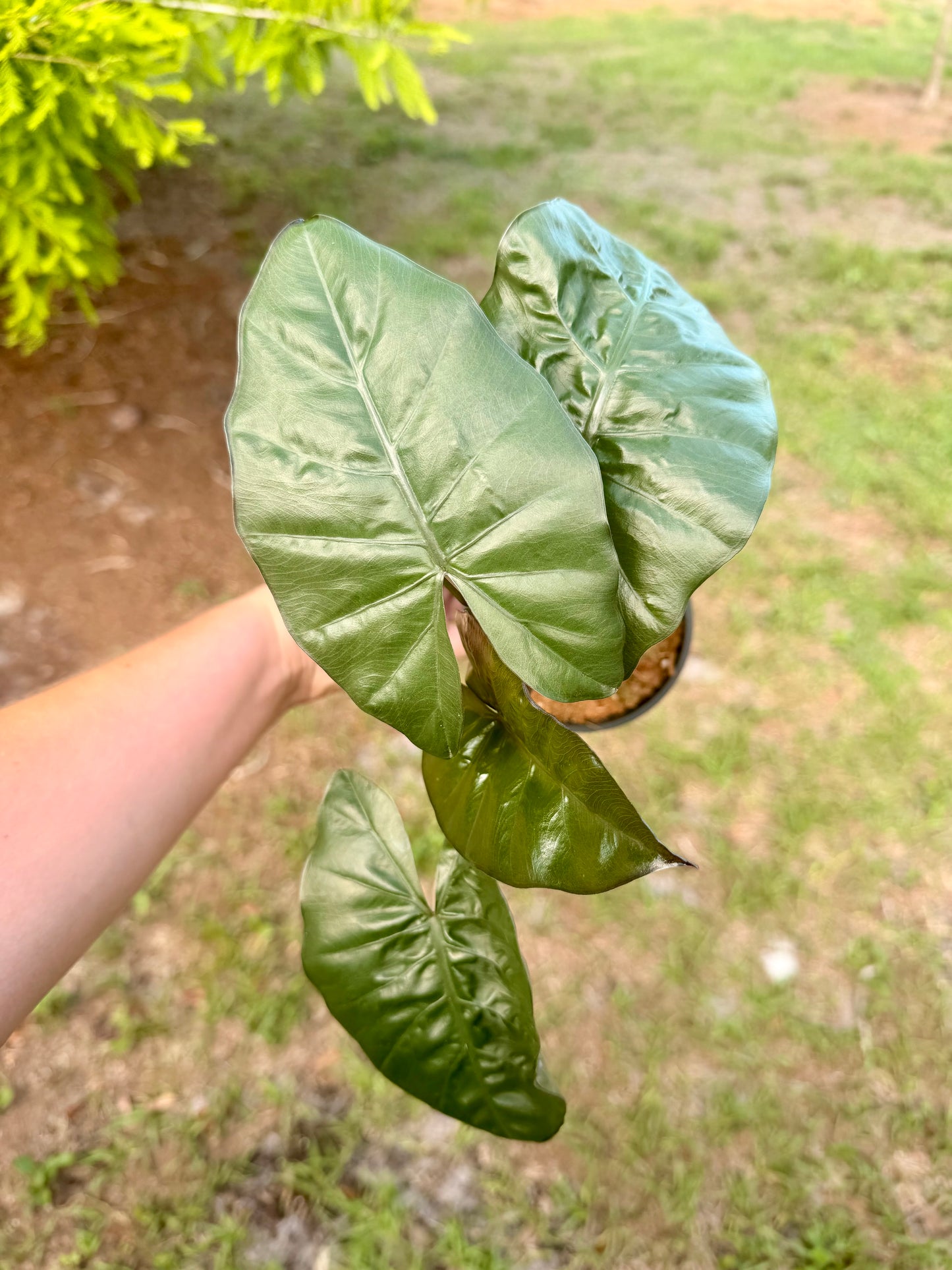 Alocasia Serendipity