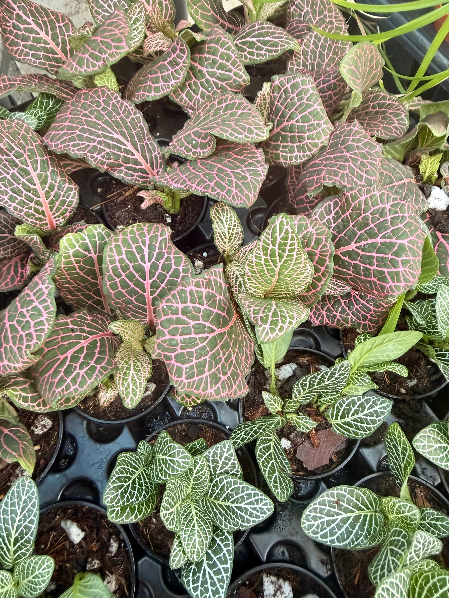 2.5" Fittonia
