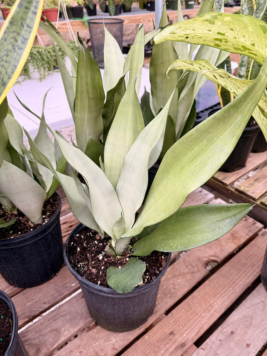Sansevieria Moonshine