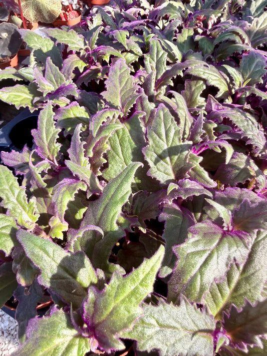 Purple Passion