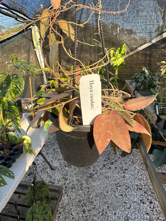 Hoya Caudata