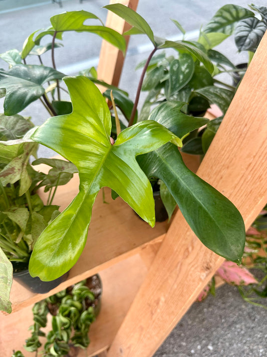 Philodendron Florida Green