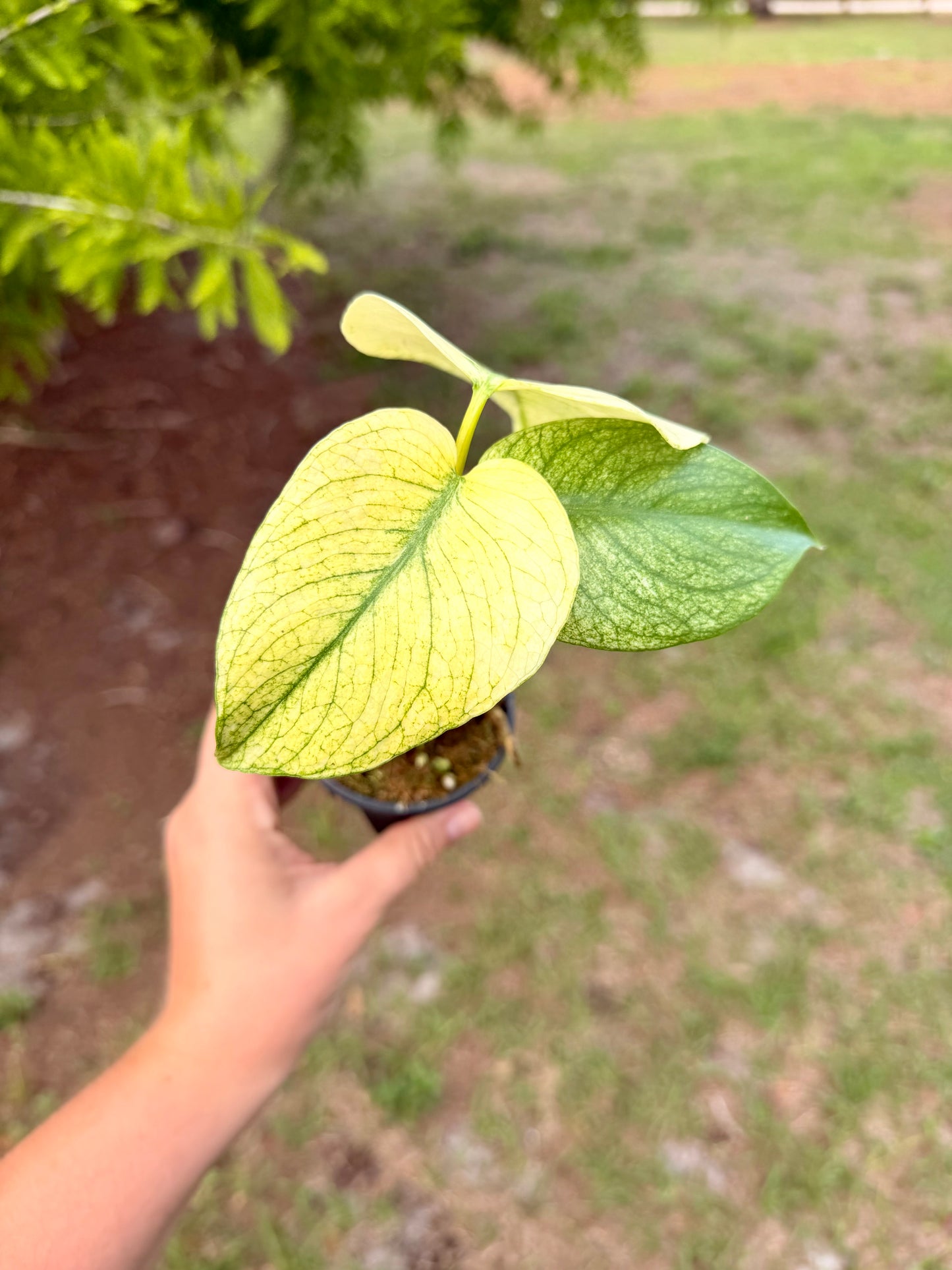 Monstera White Monster