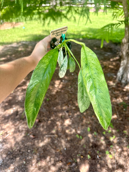 Epipremnum Giganteum Variegated