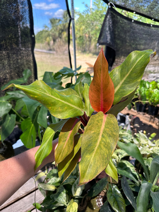 Philodendron Orange Marmalade