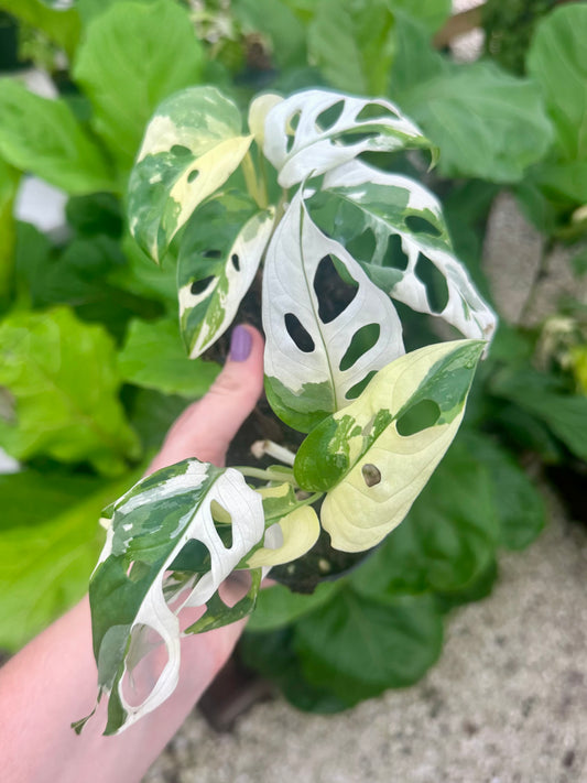 Monstera Adansonii Variegated