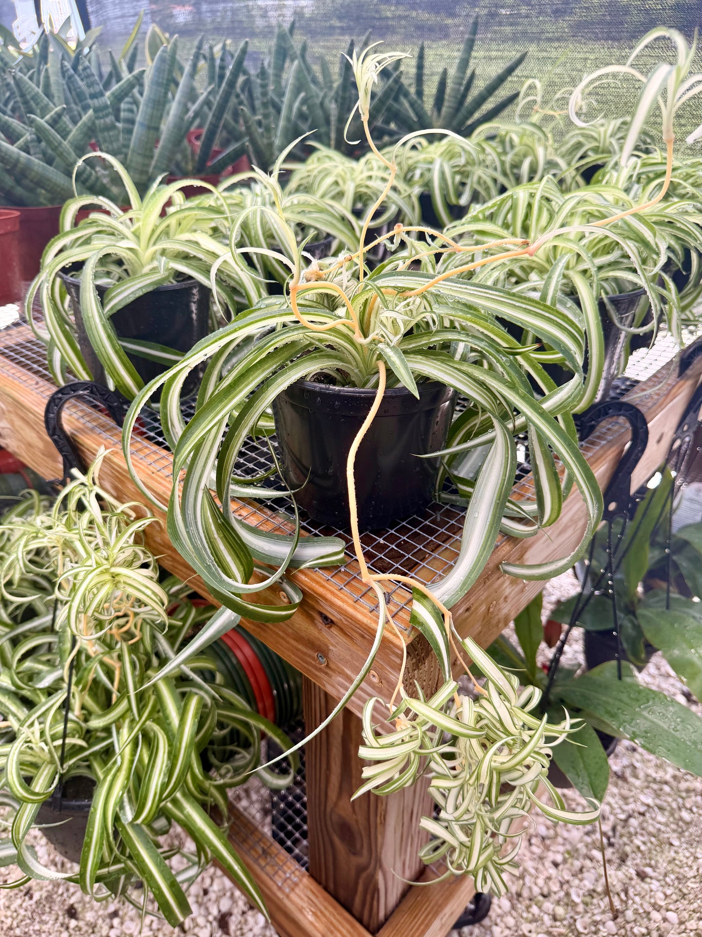Spider Plant Curly