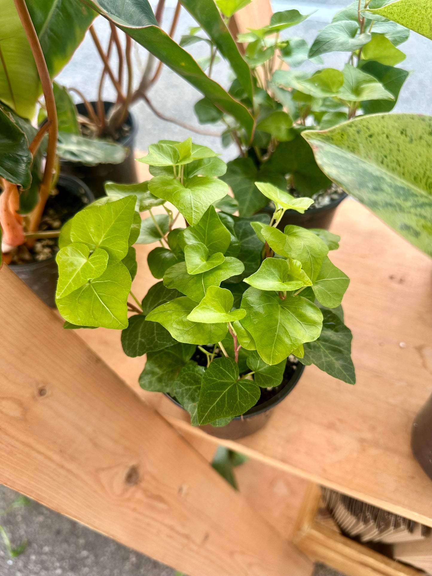 Ivy Green