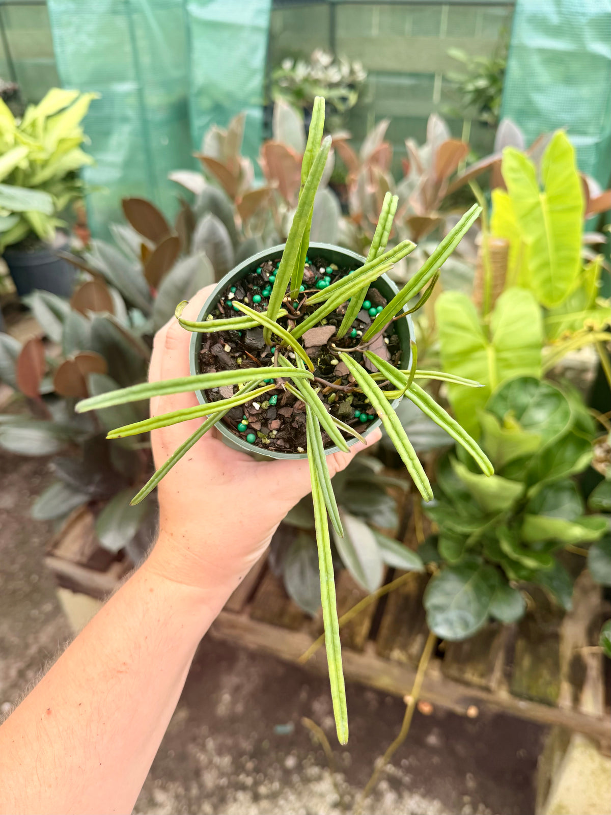 Hoya Insularis
