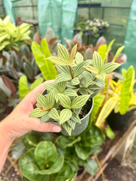 Peperomia Stilt
