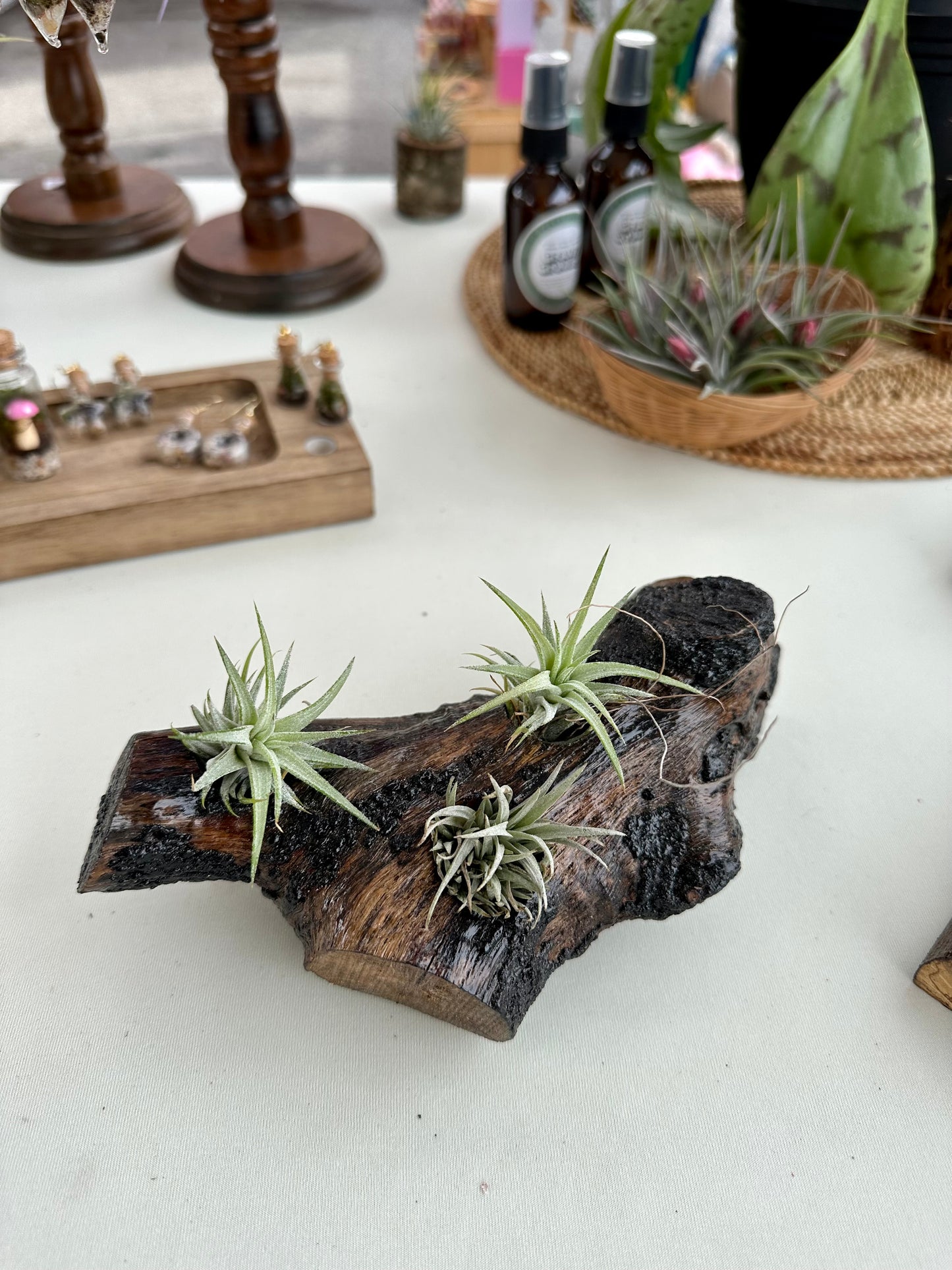 Oak Holder & 3 Air Plants