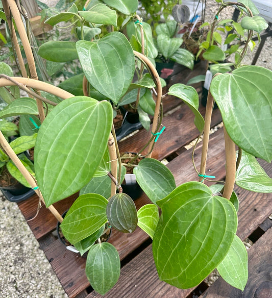 Hoya Latifolia 'Dinner Dish'