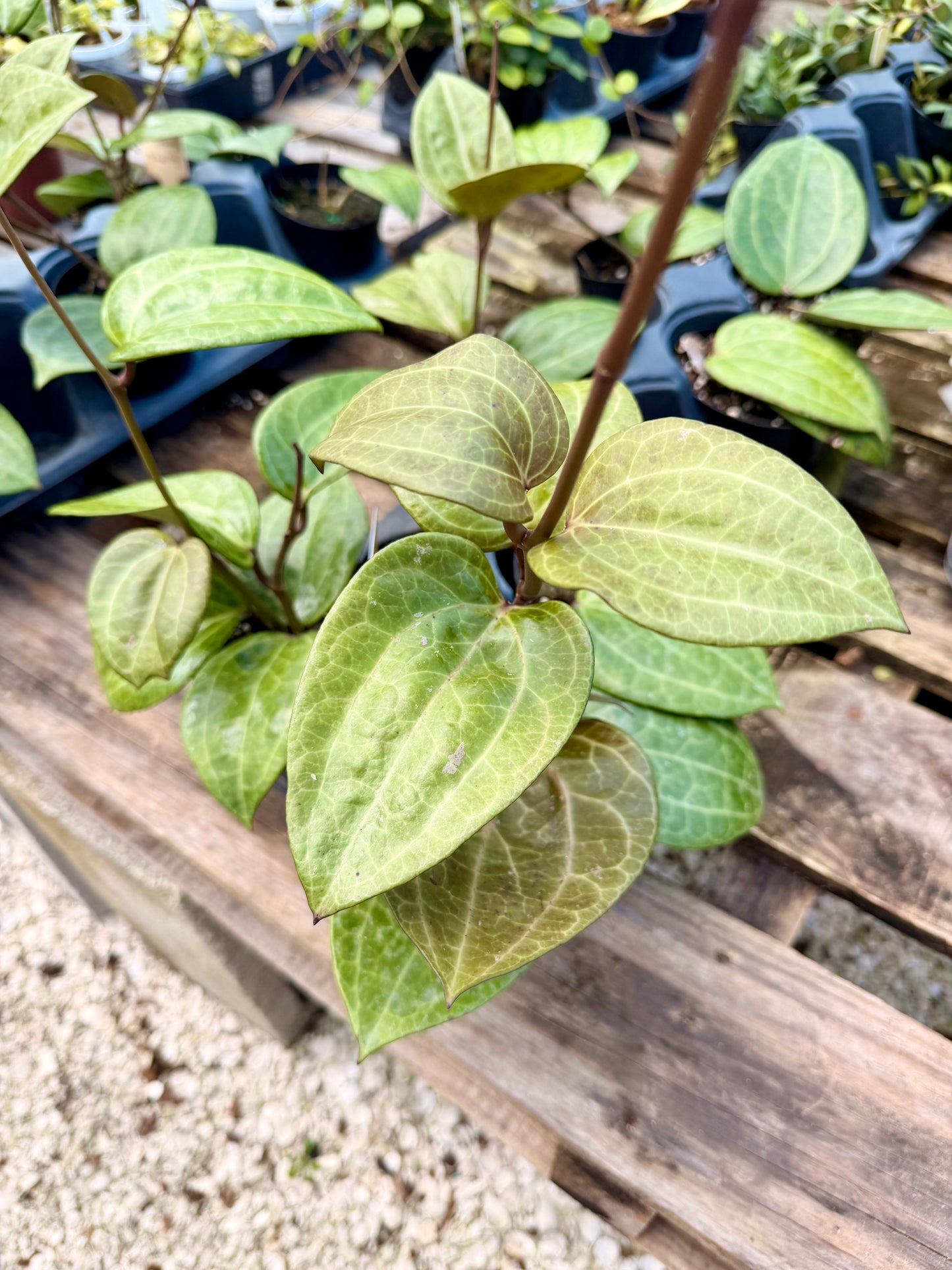 Hoya Sarawak