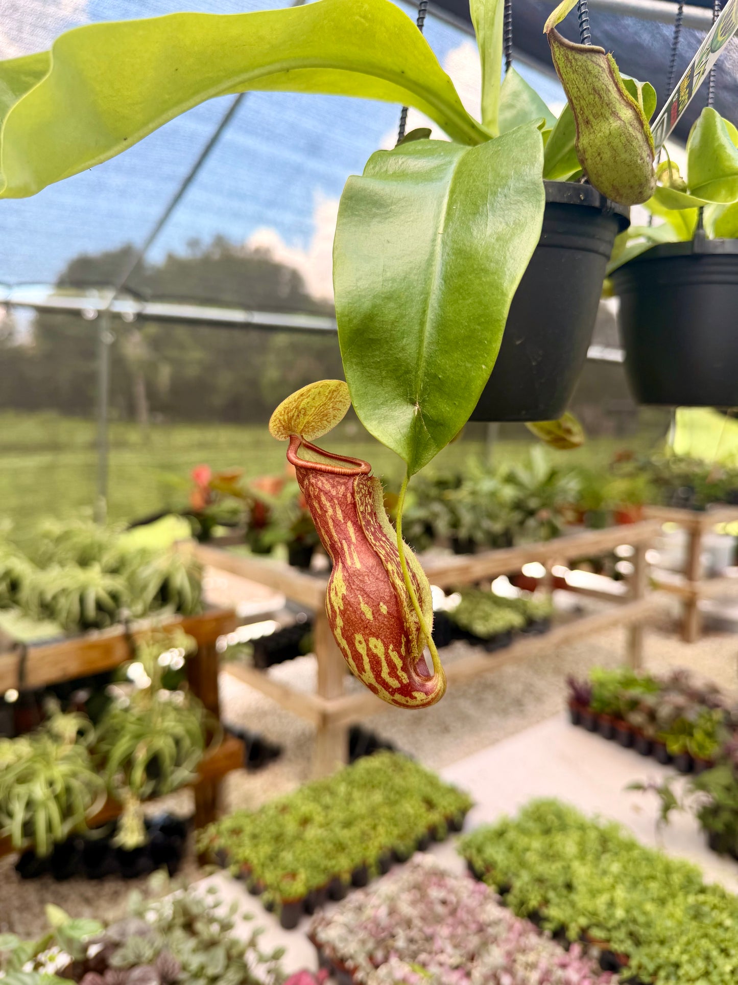 Nepenthes (Pitcher Plant)