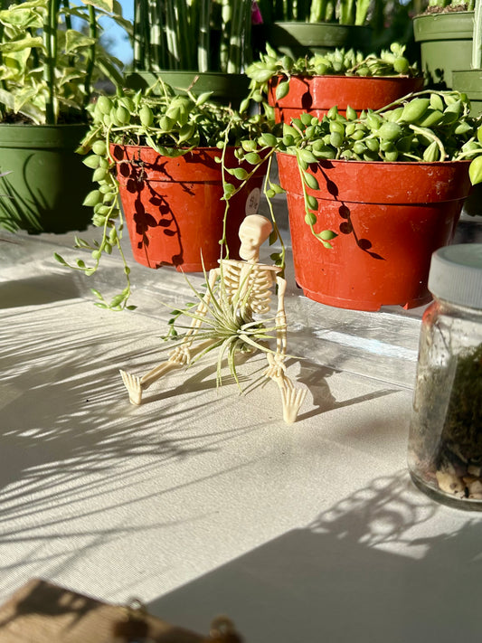 Skeleton Air Plant Holder