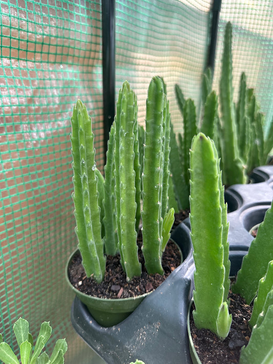 Stapalia Leendertziae