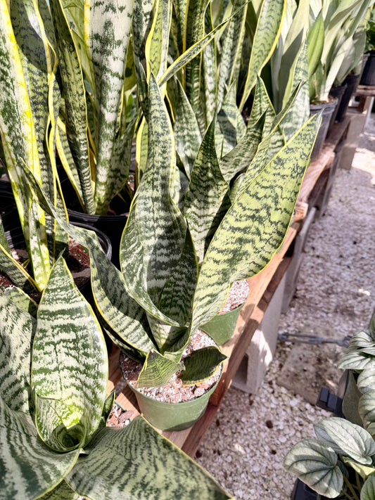 Sansevieria Golden Edge