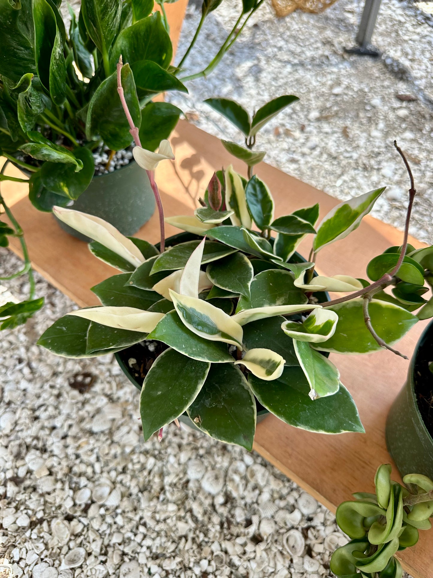 Hoya Krimson Queen