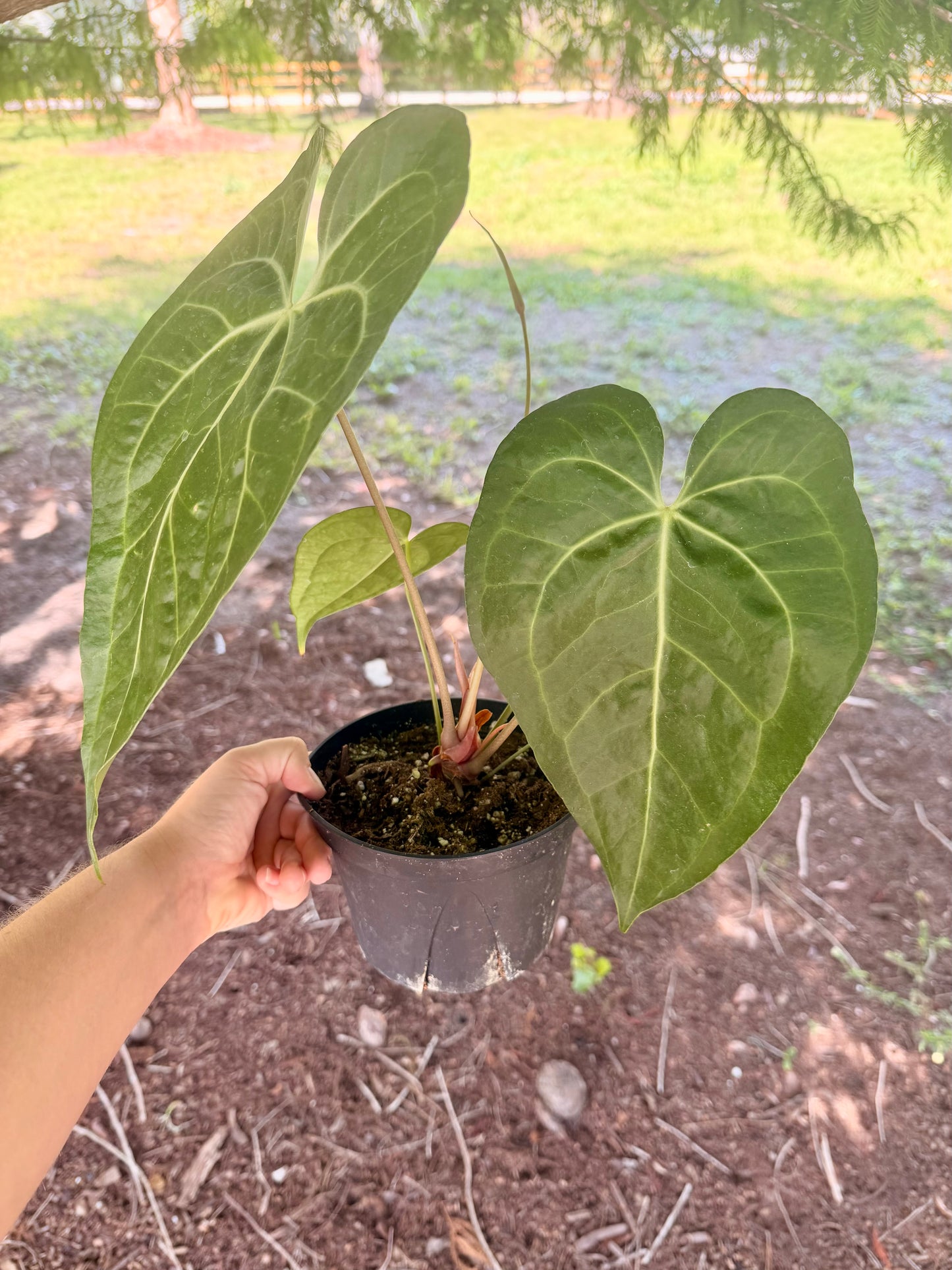 Anthurium Clarinervium