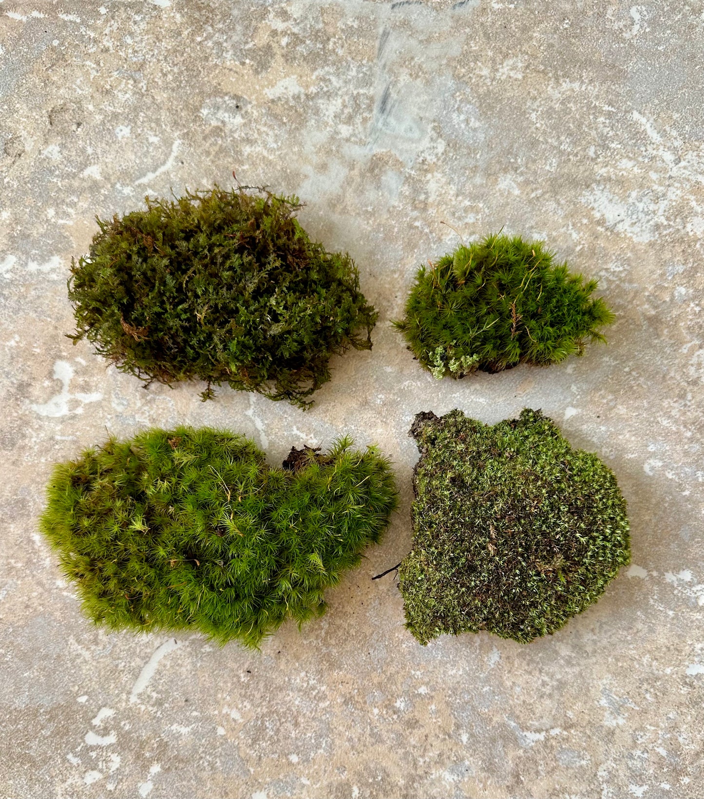 Moss Mixture
